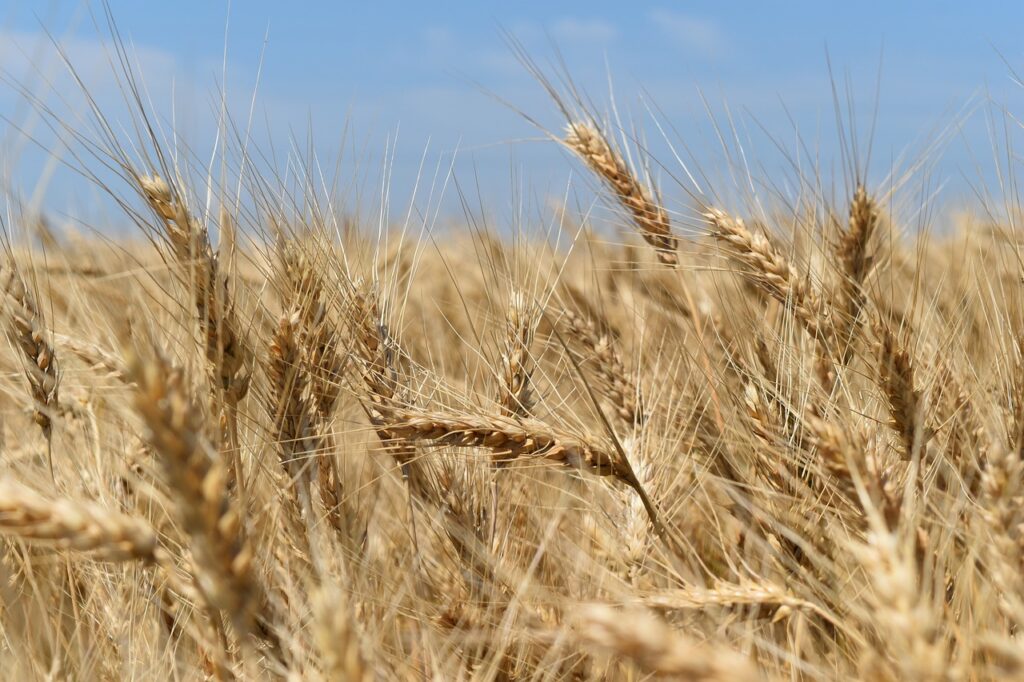 wheat, economy, harvest-3538392.jpg
